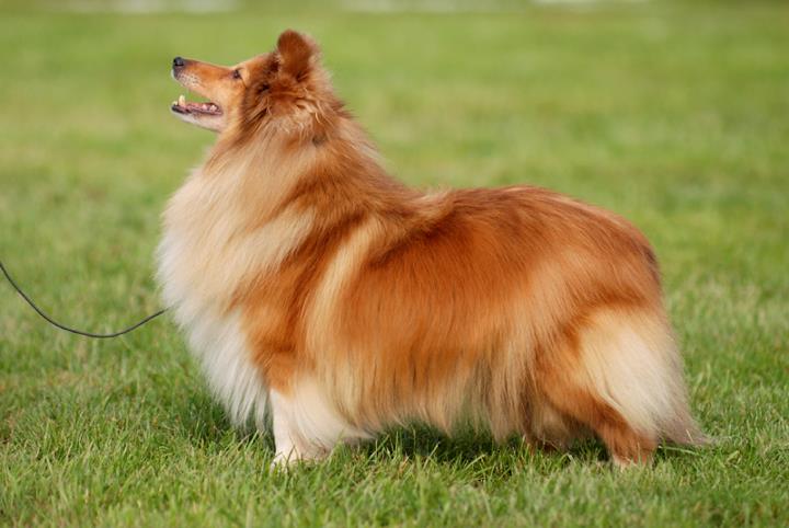 Mainland's Sheltie